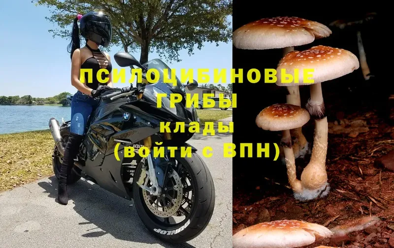 Псилоцибиновые грибы Cubensis  где продают наркотики  Йошкар-Ола 